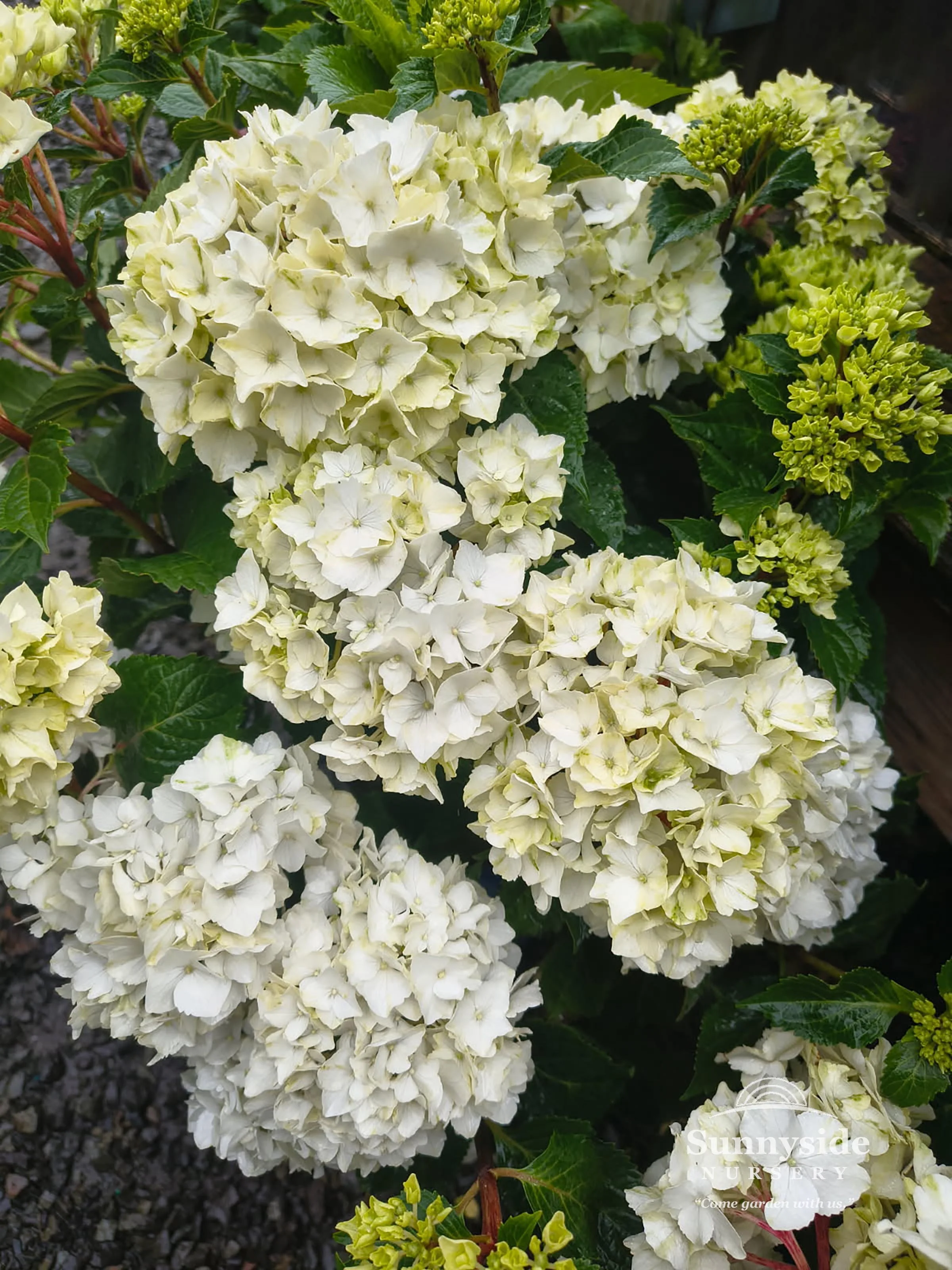 Yet Another Hydrangea-licious Summer! — Sunnyside Nursery